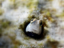 Bluebelly Blenny 
 by Adolfo Maciocco 